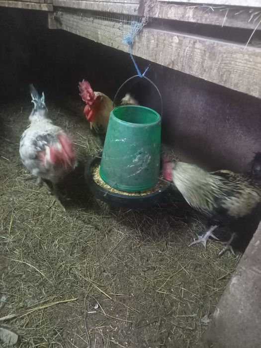 Galinhas e galos para mudar
