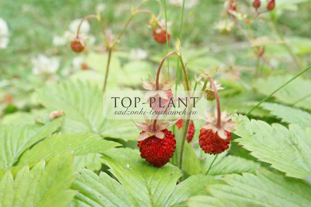 Sadzonki Poziomek REGINA i inne od PRODUCENTA! Krzaczasta klasyka!