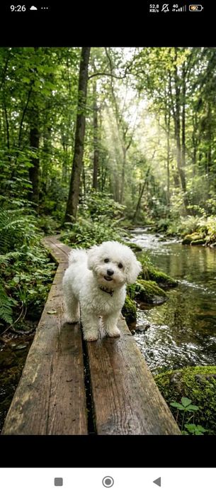 Dog walking rio mouro