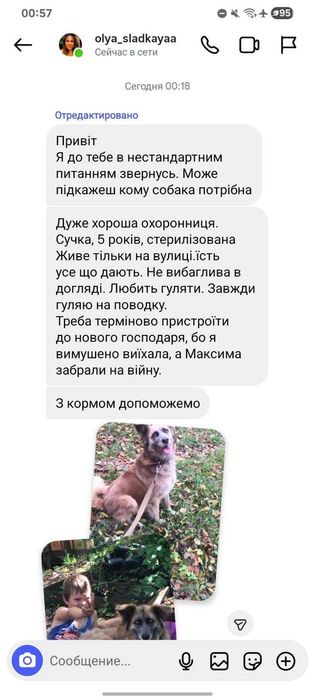 Ищем семью для собаки