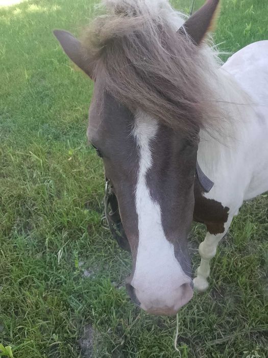 Ponei tipo shetland