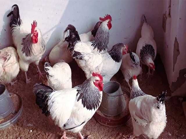 Яйце на інкубацію.Курчат. Суссекс колумбійський, фарфоровий, срібло.