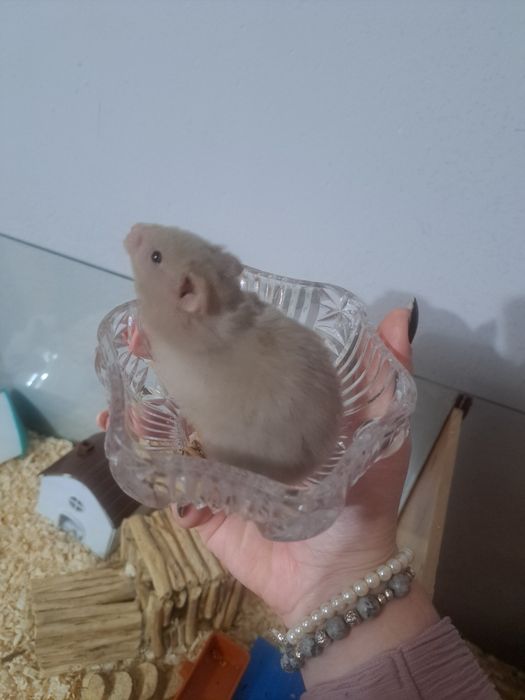 Chomik syryjski długowłosy (samica)