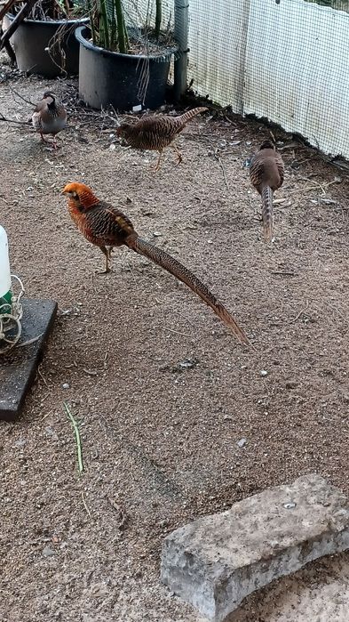 Faisões dourados de 2025