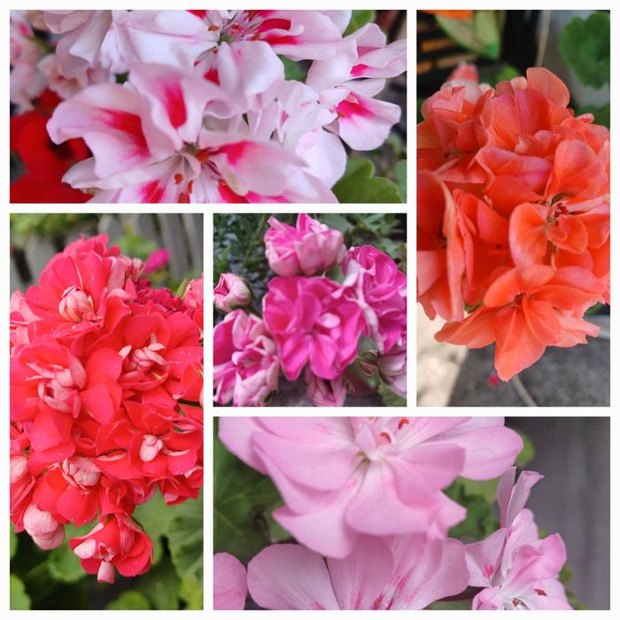 Пеларгонія сортова,  калачик