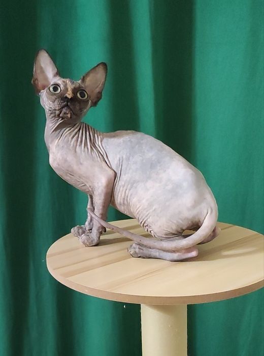 Неймовірна красунечка дівчинка черепахового окрасу з великими очима