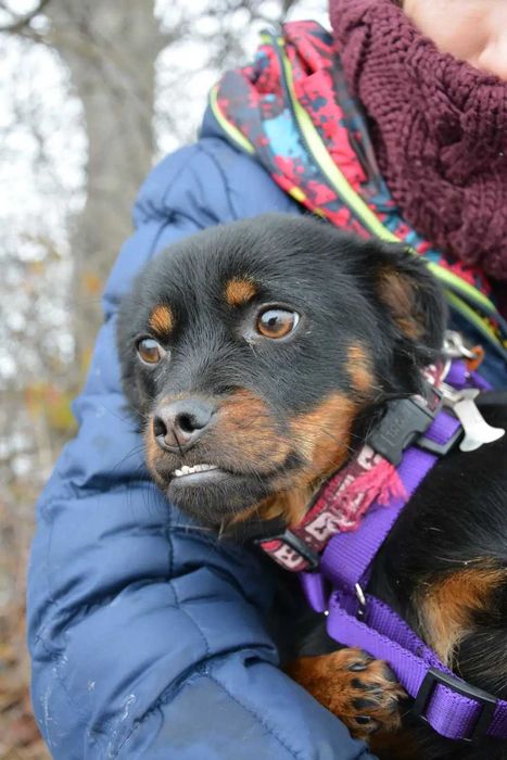 Wróżka - Zębuszka: magiczna psia dziewczynka szuka domku!