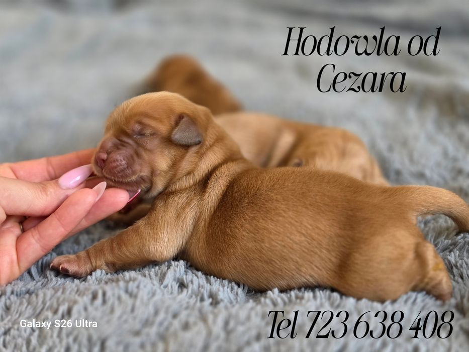 Rude / ciemno złote w typie amerykańskim Golden Retriever