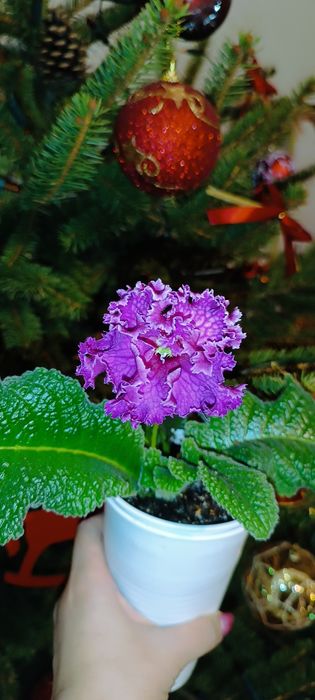 Skrętnik streptocarpus kwitnąćy  Dem-Korall