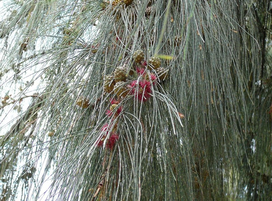 (40xUn.) Coastal She Oak - Casuarina -  (Casuarina equisetifolia)