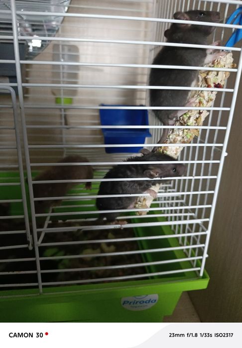 Крысята Реск и Дамбо