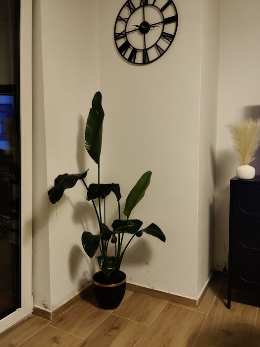 Kwiat Strelitzia Nicolai