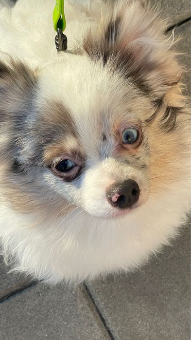 Голубоглазый шпиц. Вязка. Мерль. Мерле. Мрамор