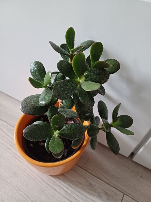 Drzewko szczęścia, Grubosz roślina