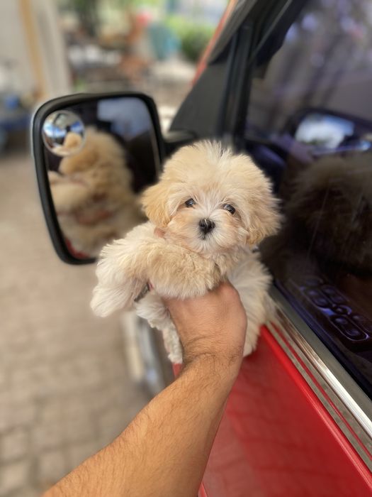 Мальтіпу цуцики вже чекають