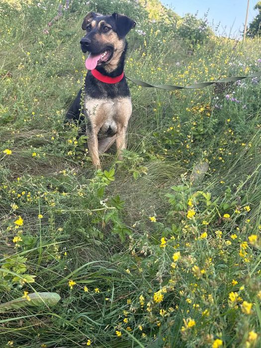 Собака в добрі руки