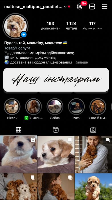 Poodle toy VIP red brown