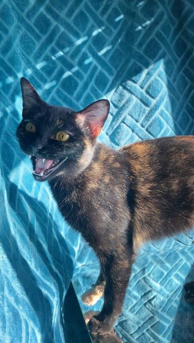 ESTERILIZADA | Gata juvenil e muito dócil disponível para adoção