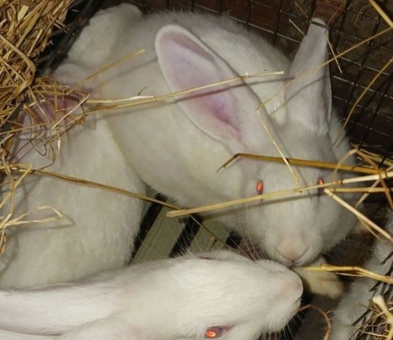 Casal de coelhos brancos