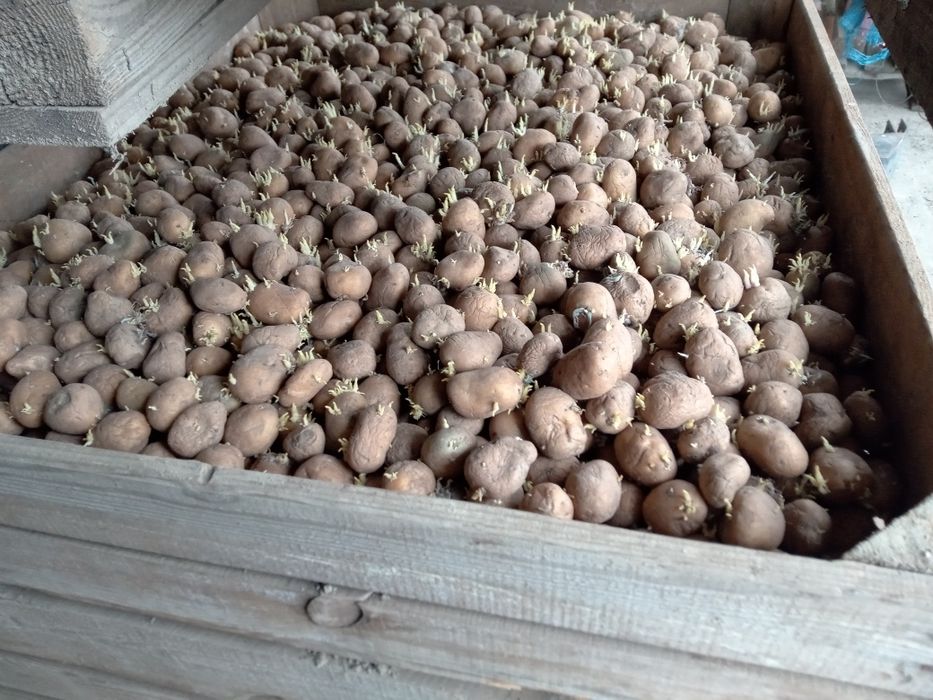 Ziemniaki  wielkości sadzeniaka Jurek soraja paszowe