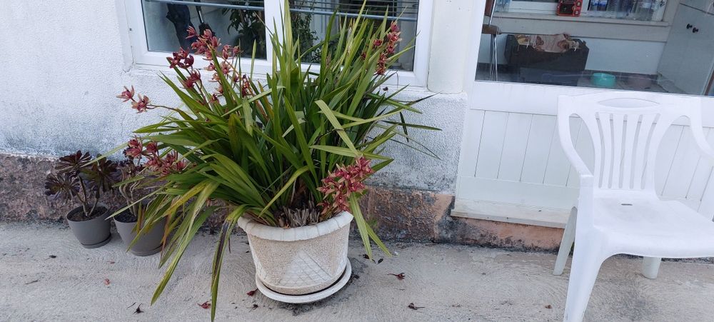 Vendo vaso +planta