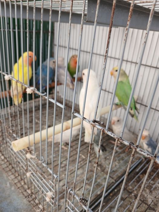 10 Agapornis novos 2026 só  vendo  em conjunto  180 euros todos individual 25 cada