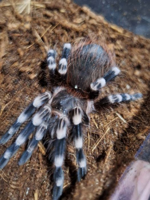 Acanthoscurria geniculata 4 DC ptasznik białokolanowy