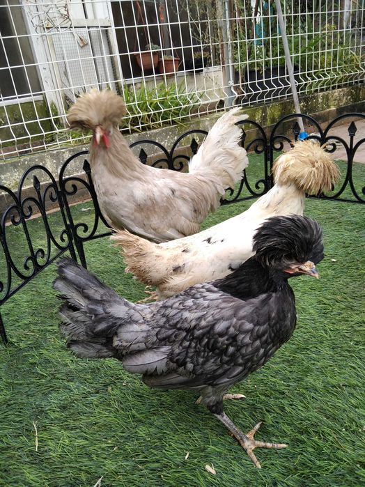 Paduanas (casal ou trio)