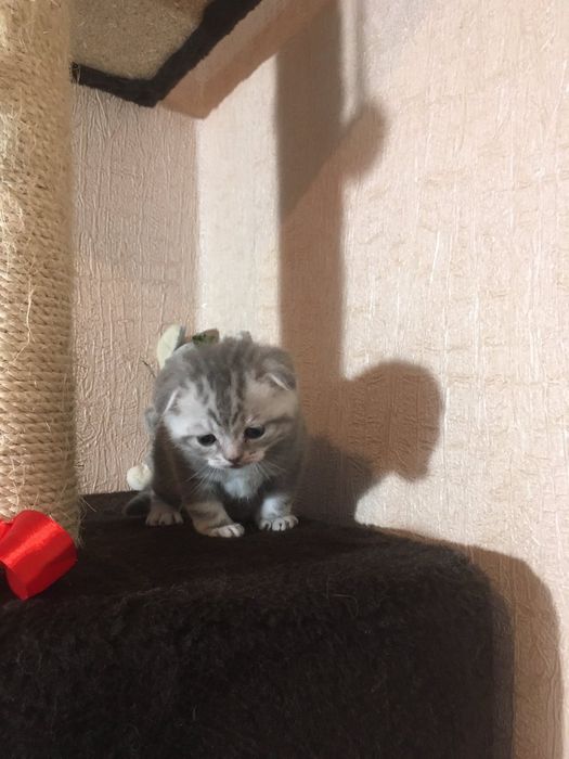 Шотландські висловухі кошенята ( колір Таббі )