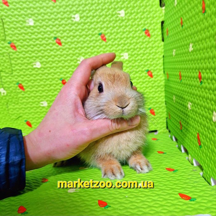 Мини кролики декоративные міні Нідерландський голландський кролик