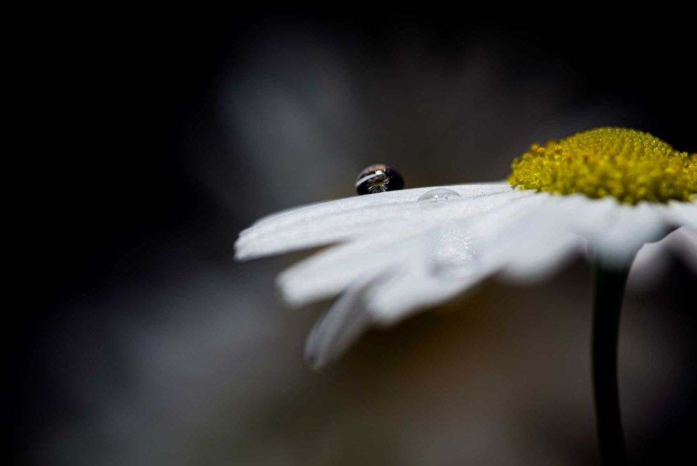 Tokina AT-X PRO D 100mm f/2,8 Macro (Nikon)