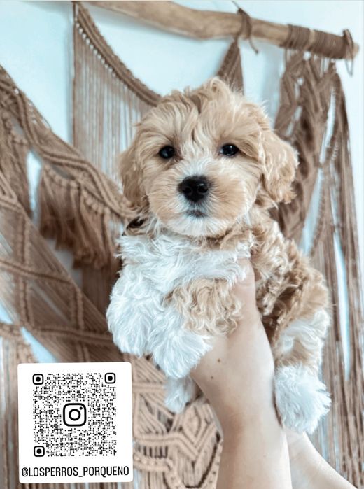 Uwaga! Maltipoo F1 ostatnie dwa pieski