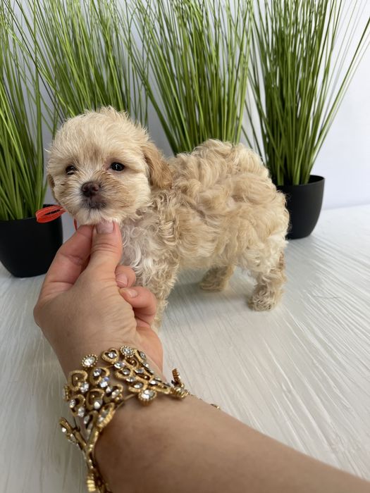 VIP Мальтипу F1  ваш найкращий подарунок літа