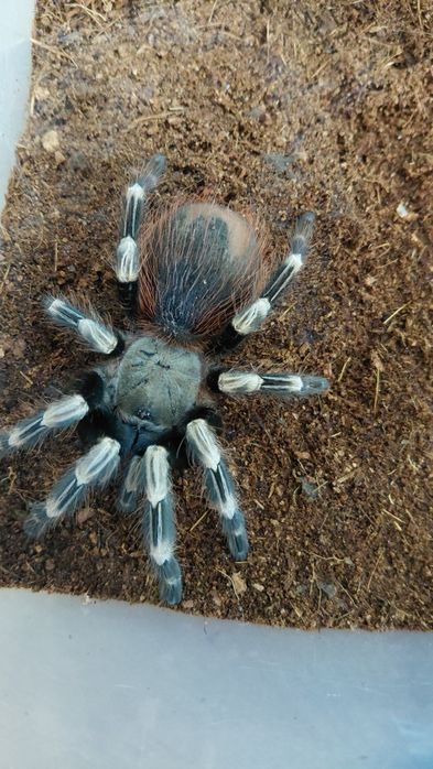 Ptasznik Vitalius chromatus samica