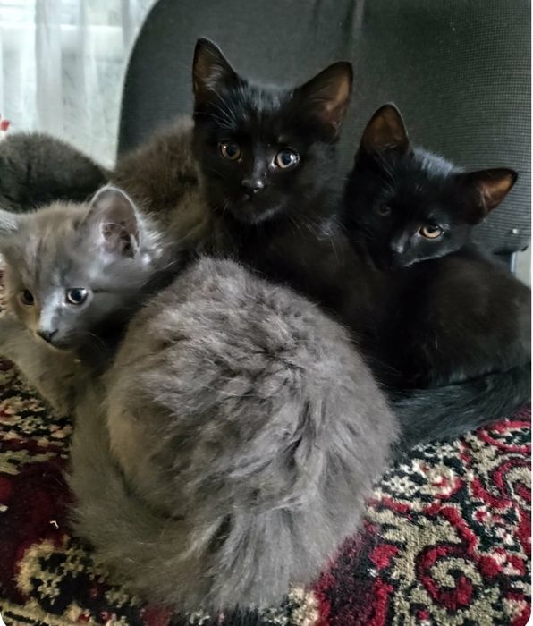 Віддам котиків у добрі руки.