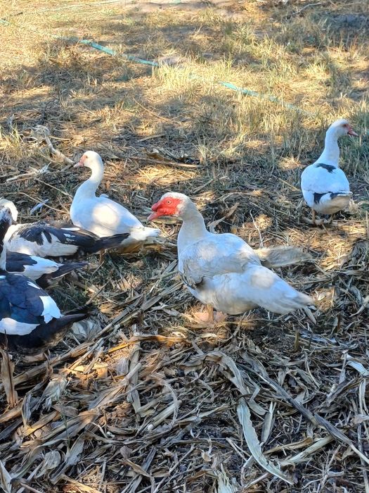 Patos/as para venda