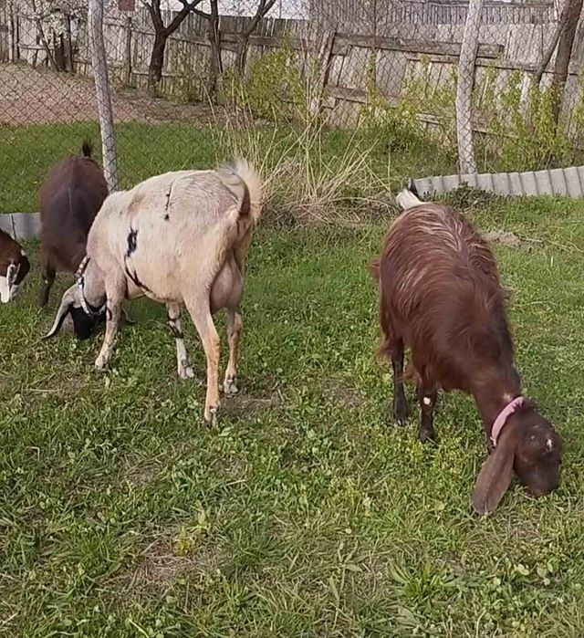 Дійні кози, козенята, козлик. Продам
