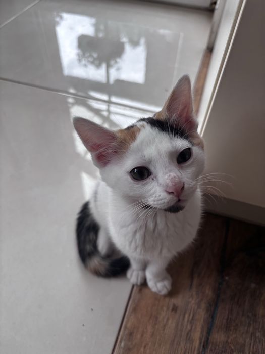Kotka do adopcji Krosno