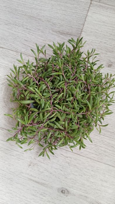 Крестовник оттон