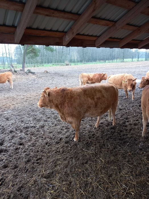 Sprzedam byczki 2 szt. hereford/limuzyn