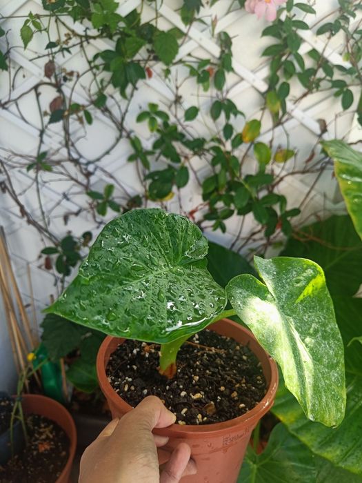 Alocasia macrorriza bebés disponíveis