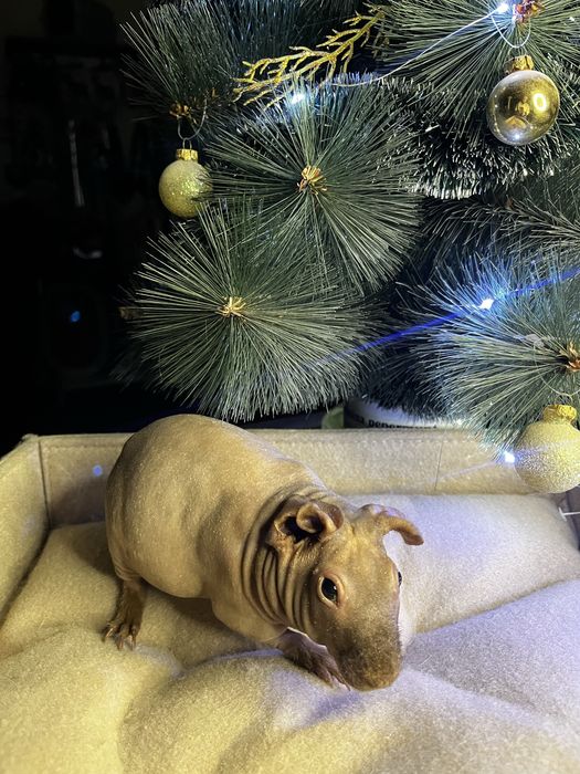 Морская свинка (скинни)