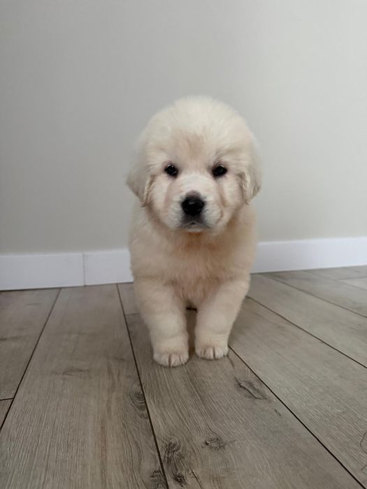 Owczarek podhalański