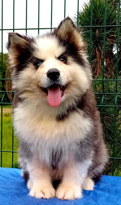 Husky syberyjski-piesek
