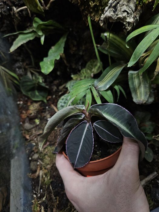 Labisia   pumila
