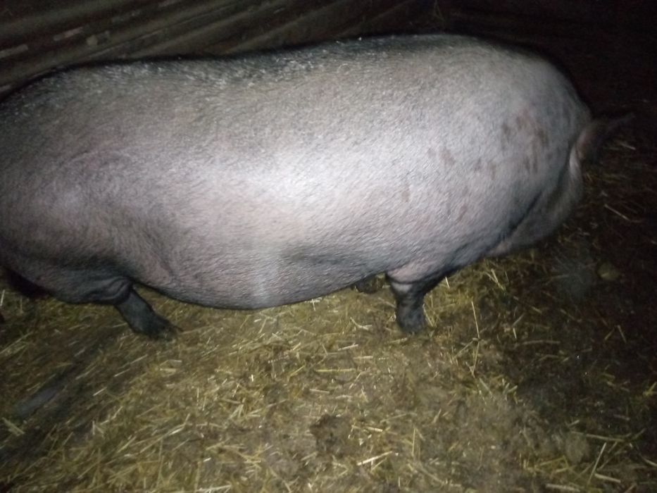 Продам кабана на забій В'єтнамець
