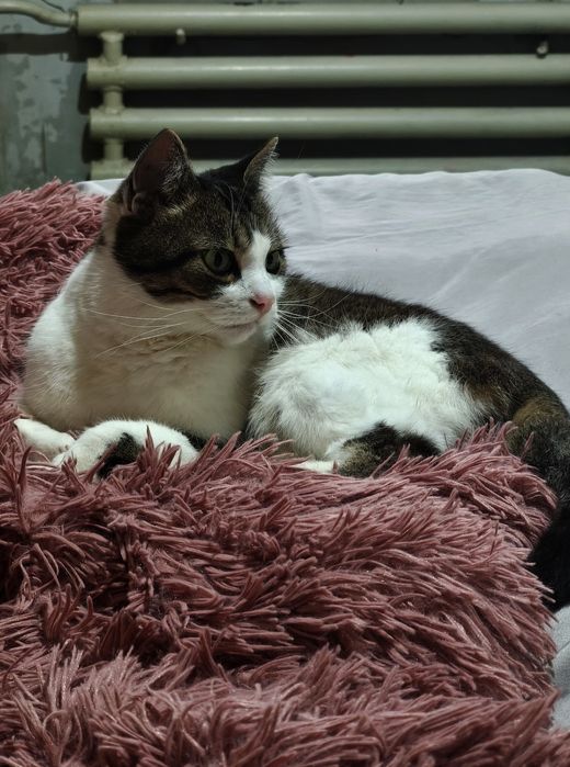 Котик в добрі руки дбайливих людей