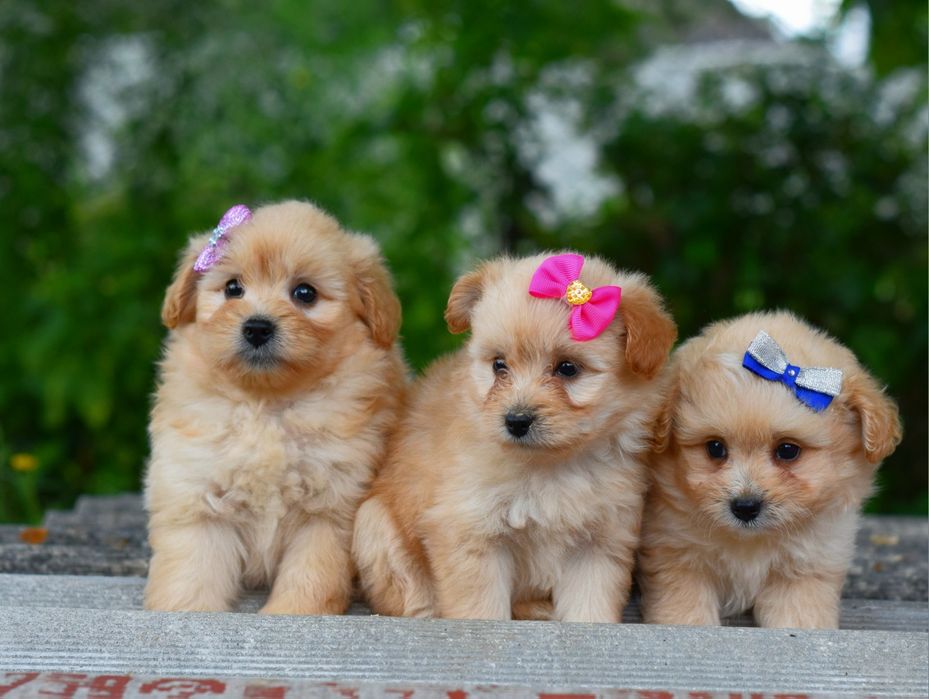 Кумедні цуцики МАльтипу.