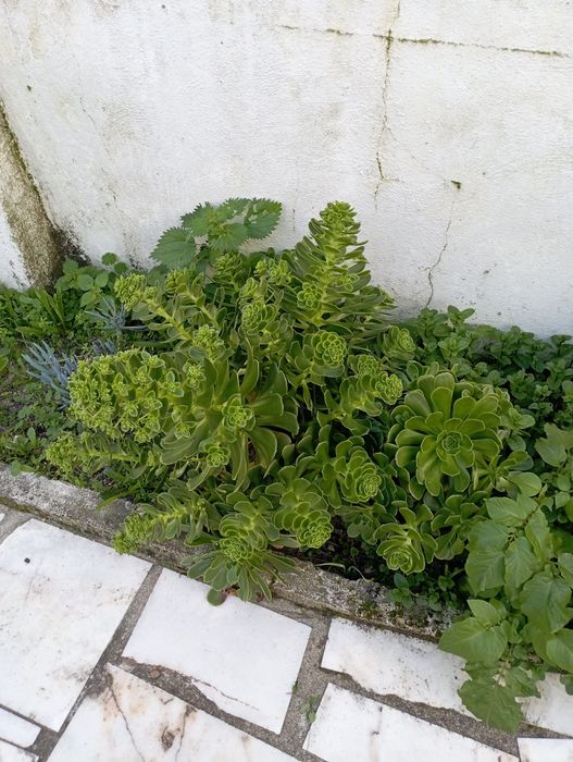 Suculentas Maravilhosas