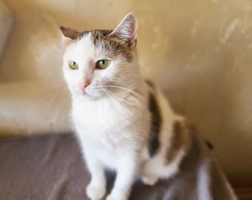 Лагідна зеленоока кішечка Інга (1,5  роки). Стерилізована. Кошка